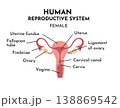 The female reproductive system consists of internal and external organs. It creates hormones and is responsible for fertility, menstruation. Medical Healthcare,vector illustration 138869542