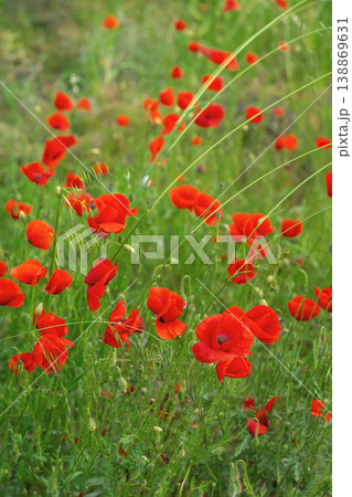 Red poppy flowers blooming in green meadow, soft bokeh, natural light, poppy field, spring season landscape. Floral vertical background, countryside ecology, organic agriculture 138869631