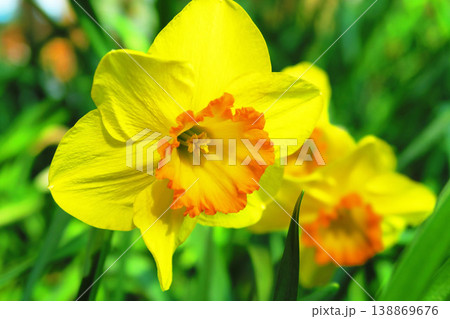ラッパスイセンの花の風景 ラッパスイセンの花の風景 138869676