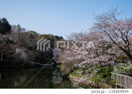 神奈川県鶴見三ツ池公園桜の岸辺 神奈川県鶴見三ツ池公園桜の岸辺 138869694