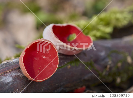 Scarlet elf cup fungi (Sarcoscypha sp.) on moss covered decaying wood on forest floor - stock photo Scarlet elf cup fungi (Sarcoscypha sp.) on moss covered decaying wood on forest floor - stock photo 138869739