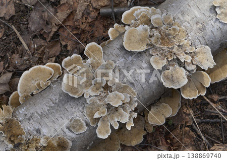 Group of mushrooms growing on a tree trunk in the autumn forest. 138869740