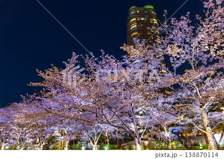 東京都港区 東京ミッドタウンのさくら通りを彩る満開の夜桜ライトアップ 東京都港区 東京ミッドタウンのさくら通りを彩る満開の夜桜ライトアップ 138870114