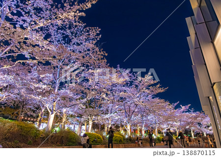 東京都港区 東京ミッドタウンのさくら通りを彩る満開の夜桜ライトアップ 138870115