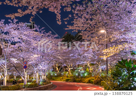 東京都港区 東京ミッドタウンのさくら通りを彩る満開の夜桜ライトアップ 138870125