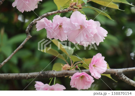 遅咲きのサクラ八重桜 遅咲きのサクラ八重桜 138870154