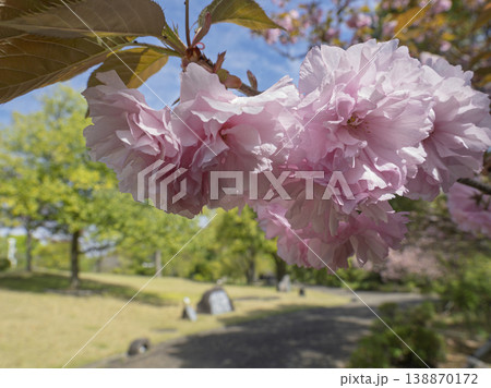 幸せを運ぶ、ふんわり春色の八重桜 幸せを運ぶ、ふんわり春色の八重桜 138870172