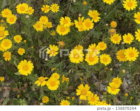 Bright yellow daisies in full bloom growing among rocks in a natural outdoor setting Bright yellow daisies in full bloom growing among rocks in a natural outdoor setting 138870204