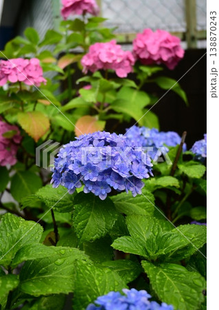 梅雨を感じる雨の日の紫陽花 138870243