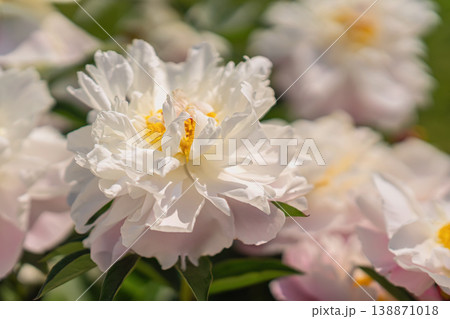 White pink peony macro with yellow center and layered petals in garden light with green leaves and bokeh. Peony flower used for greeting card design. Spring bloom, botanical beauty, nature 138871018