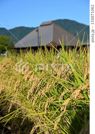 夏井のはさ木と稲穂の風景（新潟県新潟市西蒲区） 138871062