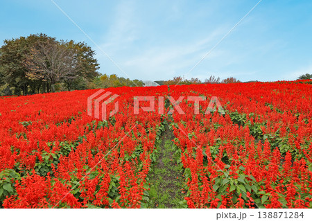 とっとり花回廊のサルビア とっとり花回廊のサルビア 138871284