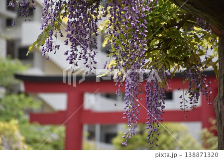 亀戸天神 藤の花と鳥居 138871320