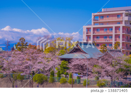 桜並木と寺院風景 桜並木と寺院風景 138871405