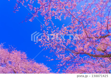 満開の桜と青い空 138871425