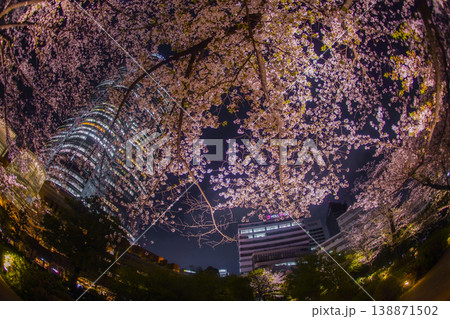 夜空を包む桜と六本木ヒルズ 138871502