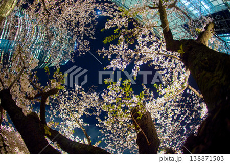 桜の輪郭と都心の空 138871503