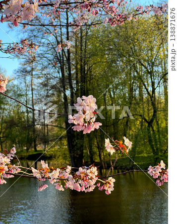 Delicate pink cherry blossoms frame serene pond, with lush green trees in background. Picturesque spring scene under clear blue sky. 138871676