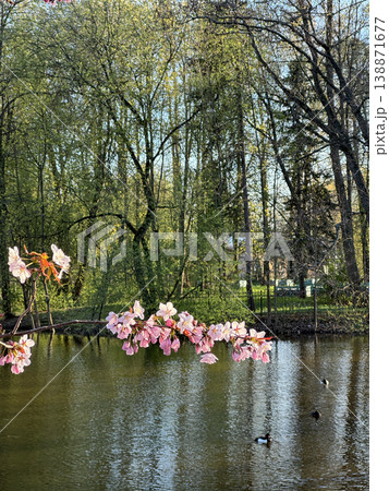 Delicate pink cherry blossoms hang from branches above tranquil pond, surrounded by lush trees, capturing serene beauty of spring. Delicate pink cherry blossoms hang from branches above tranquil pond, surrounded by lush trees, capturing serene beauty of spring. 138871677