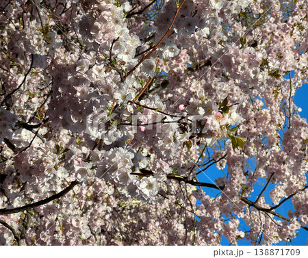 Lush soft pink cherry blossoms on branches against bright blue sky. Delicate sakura flowers blooming on sunny spring day. Natural floral background. Lush soft pink cherry blossoms on branches against bright blue sky. Delicate sakura flowers blooming on sunny spring day. Natural floral background. 138871709