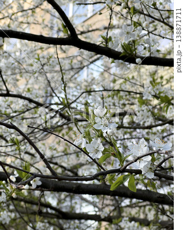 White cherry blossoms on branches with green leaves. Beautiful sakura tree blooming in city on spring day. Vertical photography. White cherry blossoms on branches with green leaves. Beautiful sakura tree blooming in city on spring day. Vertical photography. 138871711
