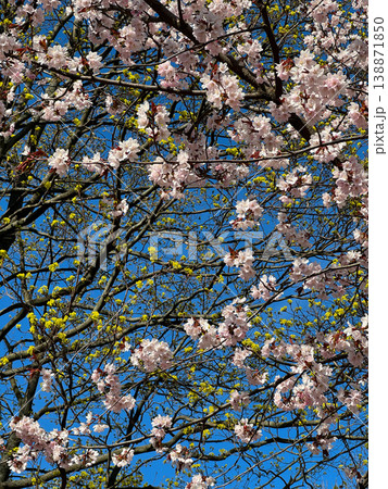 Soft pink cherry blossoms blooming against clear blue sky. Beautiful spring day with fresh green tree foliage in background. Vertical photography. 138871850