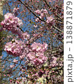 Pink cherry blossom flowers blooming on tree branches surrounded by greenery against blue sky. Beautiful spring nature scene with delicate sakura petals in bright sunlight. Vertical photography. 138871879