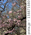 Pink cherry blossom flowers bloom on tree branches surrounded by greenery against blue sky. Beautiful spring nature scene with delicate sakura petals in bright sunlight. Vertical photography. 138871880