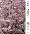 Dense clusters of pink cherry blossoms cover branches in full bloom. Beautiful spring scene featuring delicate sakura flowers against soft garden background. 138871881