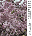 Dense clusters of soft pink cherry blossoms cover branches in full bloom. Beautiful spring scene featuring sakura flowers. Vertical photography. 138871882