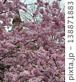 Pink cherry blossoms in full bloom cover tree branches with historic tower in background. Beautiful spring scene showcasing delicate sakura flowers in the city. Vertical photography. 138871883