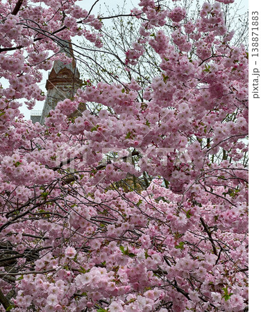 Pink cherry blossoms in full bloom cover tree branches with historic tower in background. Beautiful spring scene showcasing delicate sakura flowers in the city. Vertical photography. Pink cherry blossoms in full bloom cover tree branches with historic tower in background. Beautiful spring scene showcasing delicate sakura flowers in the city. Vertical photography. 138871883