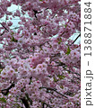 Dense clusters of pink sakura flowers cover branches in full bloom. Beautiful spring scene featuring delicate cherry blossoms. Vertical photography. 138871884
