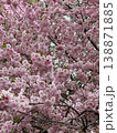 Dense clusters of pink sakura flowers cover branches in full bloom. Tranquil spring scene featuring delicate cherry blossoms. Vertical photography. 138871885