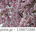 Dense pink cherry blossom petals create lush floral texture. Beautiful sakura flowers in full bloom on tree branches represent delicate spring garden scene. 138871886