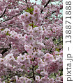 Delicate pink cherry blossoms cascade in dense clusters, filling frame with ethereal beauty of spring in full bloom. Blooming of Japanese Sakura vertical photography. 138871888