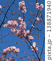 Beautiful cherry blossom branches with lush pink flowers against clear blue sky. This seasonal spring background captures soft nature and vibrant spirit of Japanese sakura in full bloom. Vertical 138871940