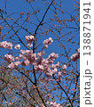 Beautiful cherry blossom branches with lush pink flowers against vivid blue sky. This seasonal spring background captures soft nature and vibrant spirit of Japanese sakura in bloom. Vertical 138871941