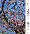 Beautiful cherry blossom branches with delicale pink flowers against vivid blue sky. This seasonal spring background captures soft nature and vibrant spirit of sakura in bloom. Vertical photography. 138871942