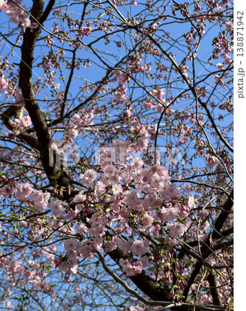 Beautiful cherry blossom branches with delicale pink flowers against vivid blue sky. This seasonal spring background captures soft nature and vibrant spirit of sakura in bloom. Vertical photography. 138871942