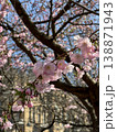Beautiful soft pink cherry blossom branches in bloom against blue sky. Spring scenery captures the soft nature of sakura flowers. Vertical photography. 138871943