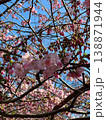 Pink cherry blossom flowers blooming on tree branches against clear blue sky. Beautiful spring nature scene with delicate sakura petals in bright sunlight. Vertical photography. 138871944