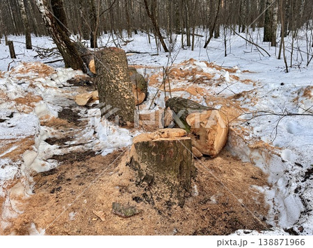 illegal logging in a forest park in Russia in the spring. High quality photo illegal logging in a forest park in Russia in the spring. High quality photo 138871966