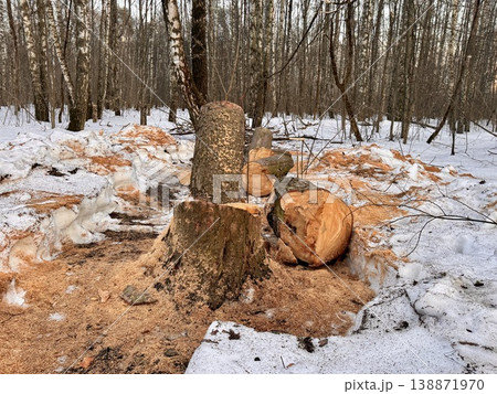 illegal logging in a forest park in Russia in the spring. High quality photo illegal logging in a forest park in Russia in the spring. High quality photo 138871970