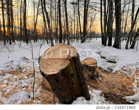 illegal logging in a forest park in Russia in the spring. High quality photo illegal logging in a forest park in Russia in the spring. High quality photo 138871980