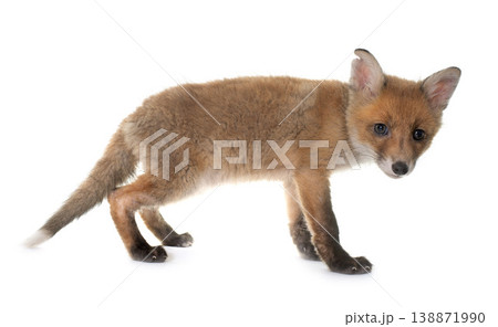 fox cub in studio 138871990