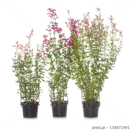 Salvia microphylla in studio 138871991