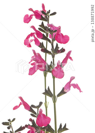 Salvia microphylla in studio 138871992