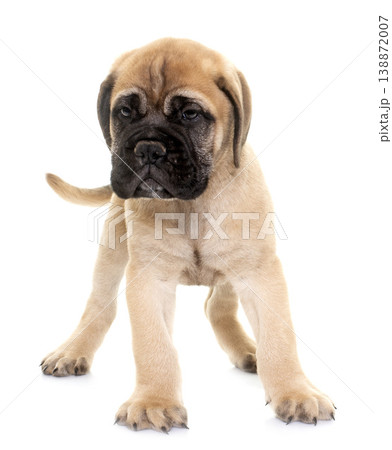 puppy bull mastiff puppy bull mastiff 138872007