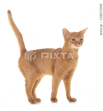 Abyssinian cat in studio Abyssinian cat in studio 138872009